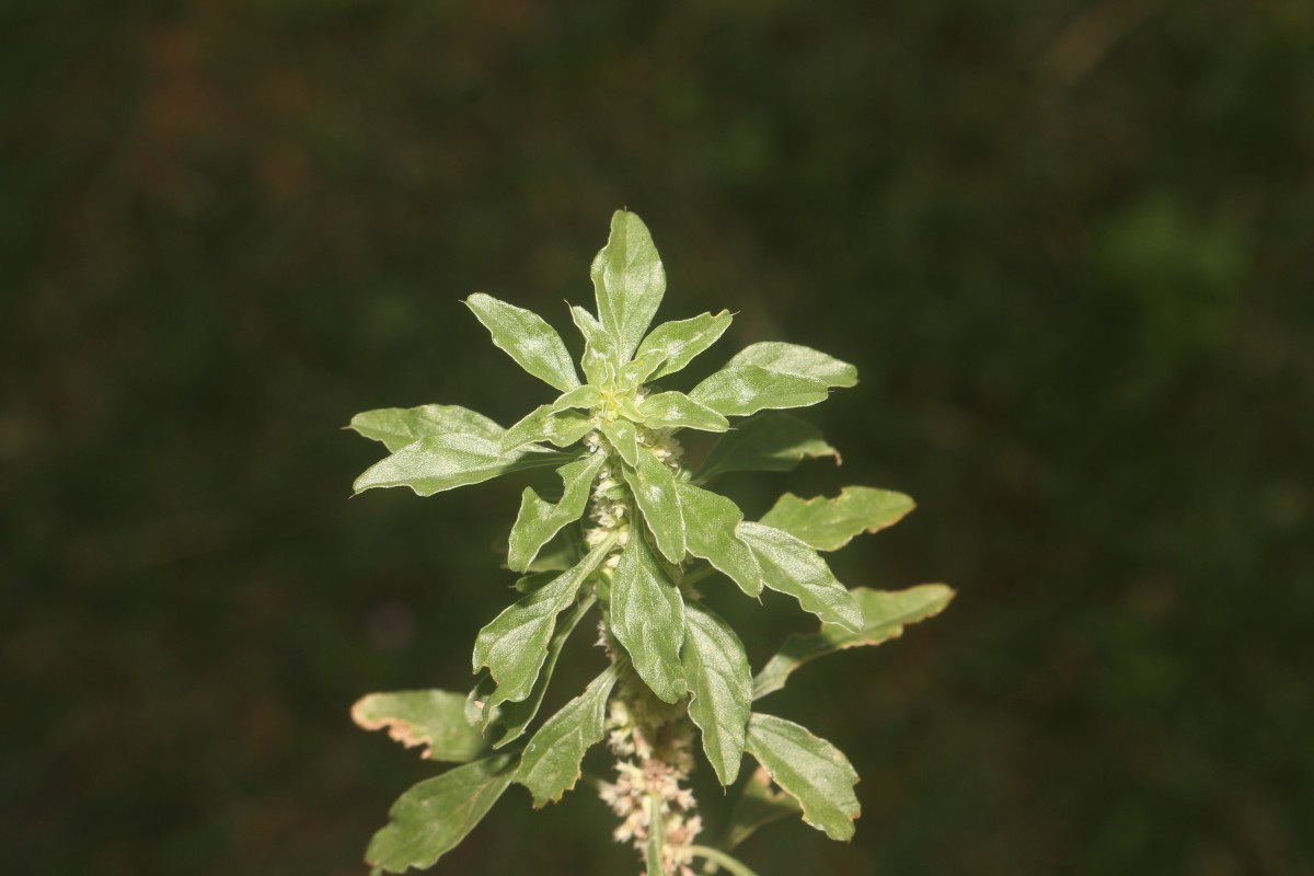 Amaranthus graecizans subsp. thellungianus (Nevski) Gusev